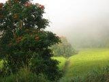 pictures of mist, tropical images, tropical imagery, fog pictures