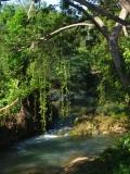 tropical scenery, forest river