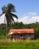tropical palms, tropical scenery, tropical landscaping, tropical cottage