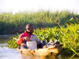 river boats, jamaica morning, caribbean river pics