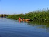 green river, black river, fishing in Jamaica