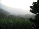 pictures of mist, tropical images, tropical imagery, fog pictures